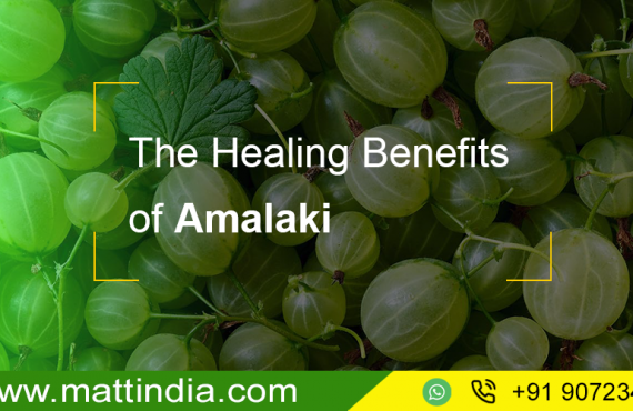 The Healing Benefits of Amalaki